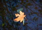 MAPLE ON WATER 1 